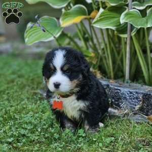 Oscar, Bernese Mountain Dog Puppy